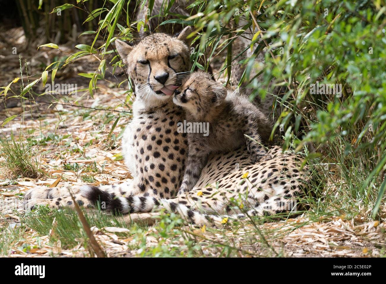 One of four 11-week old cheetah cubs which were born at Colchester Zoo in Essex, during lockdown, is licked by its mother Sia, as it explores the outdoor enclosure for the first time. The three females have been named Nova, Hope and Star (NHS), to honour the work of the NHS during the pandemic, with the male cub being named Colonel Tom, after the war veteran who raised more than GBP 32million for the NHS. Stock Photo