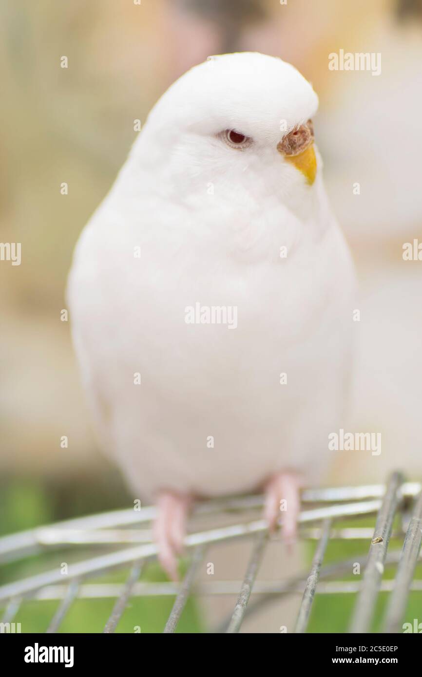 Portrait of a white albino budgerigar sitting on a cage. Stock Photo