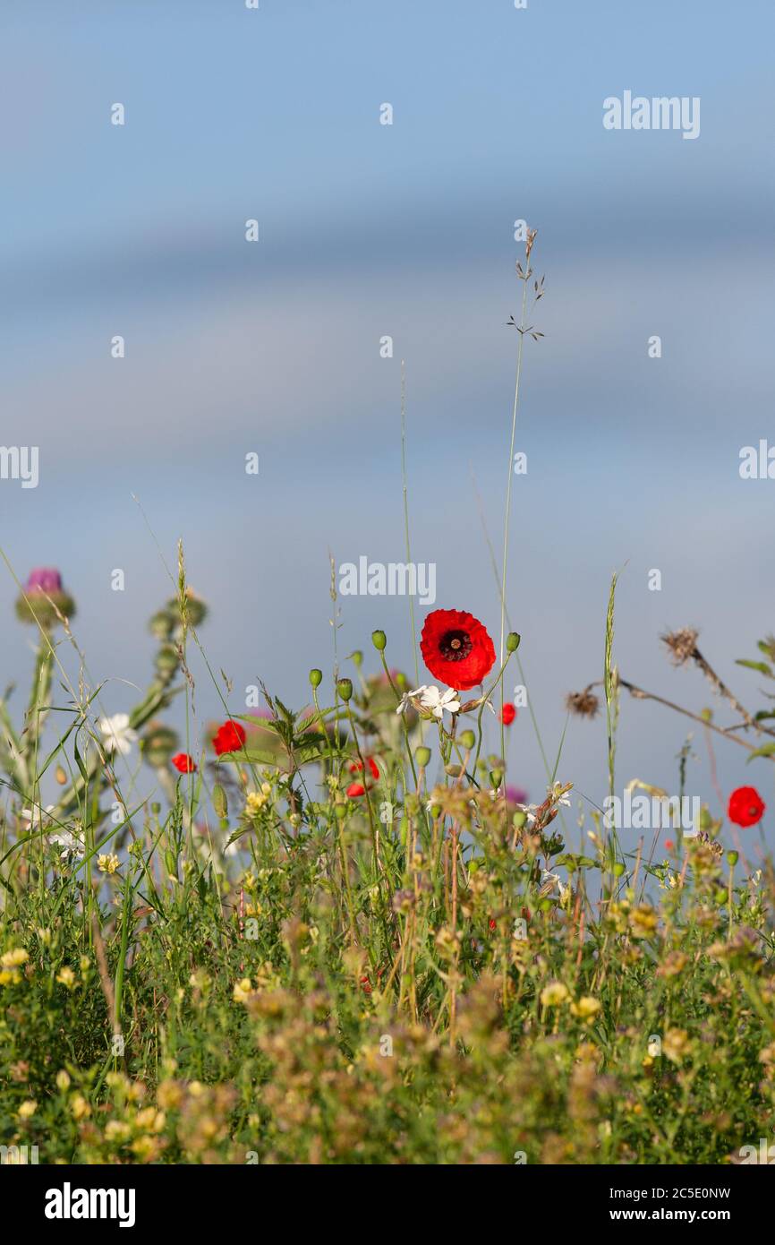 Wild flowers including poppy with sky behind Stock Photo - Alamy