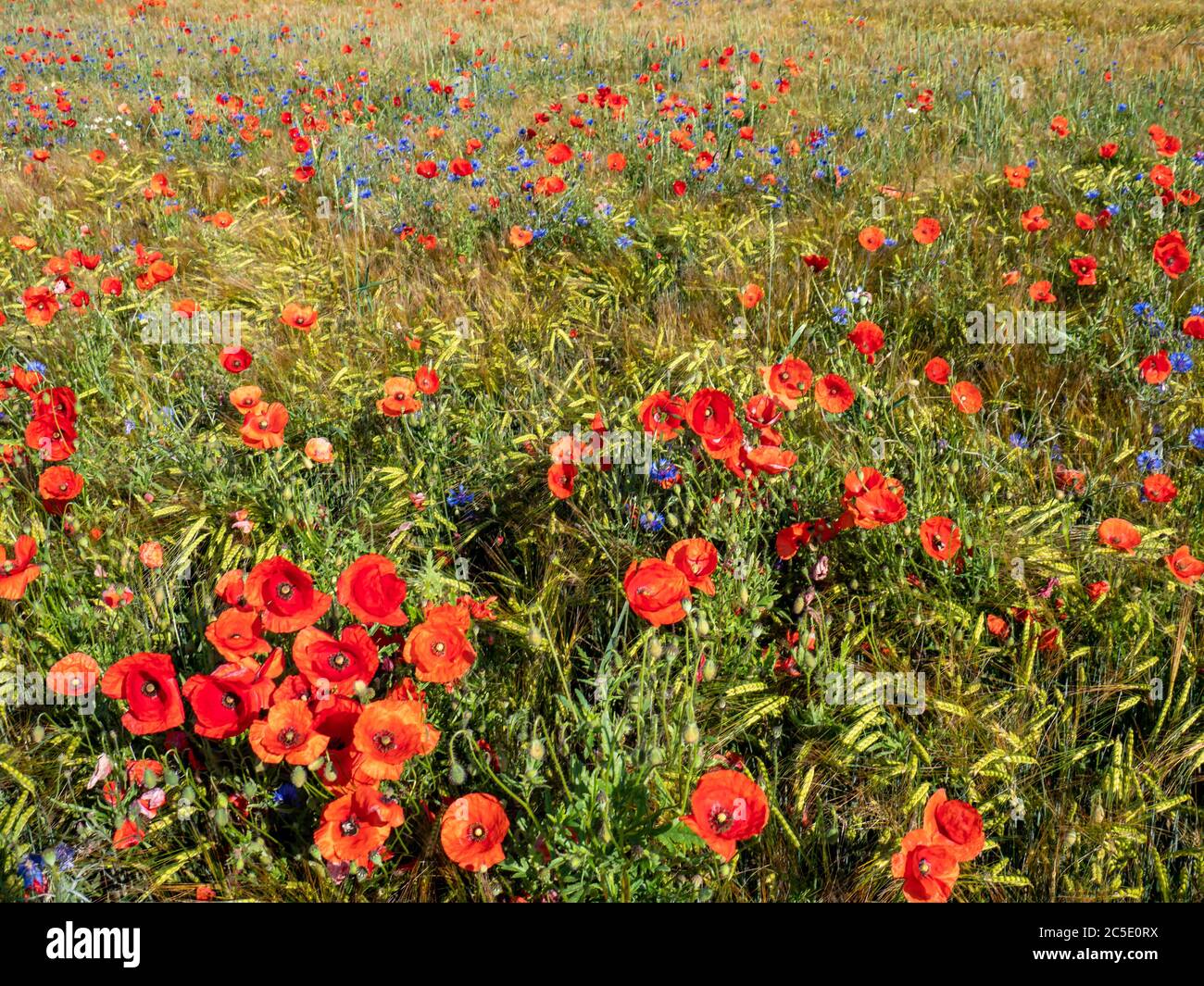 Poppy field in summer hi-res stock photography and images - Alamy