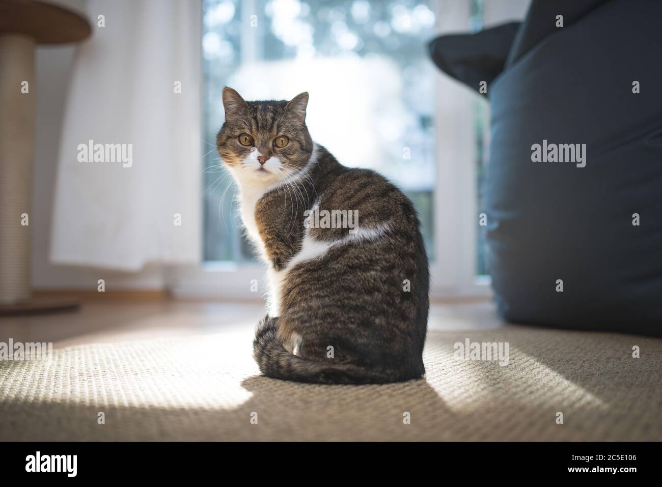 tabby british shorthair cat standing in front of window looking back over shoulder Stock Photo