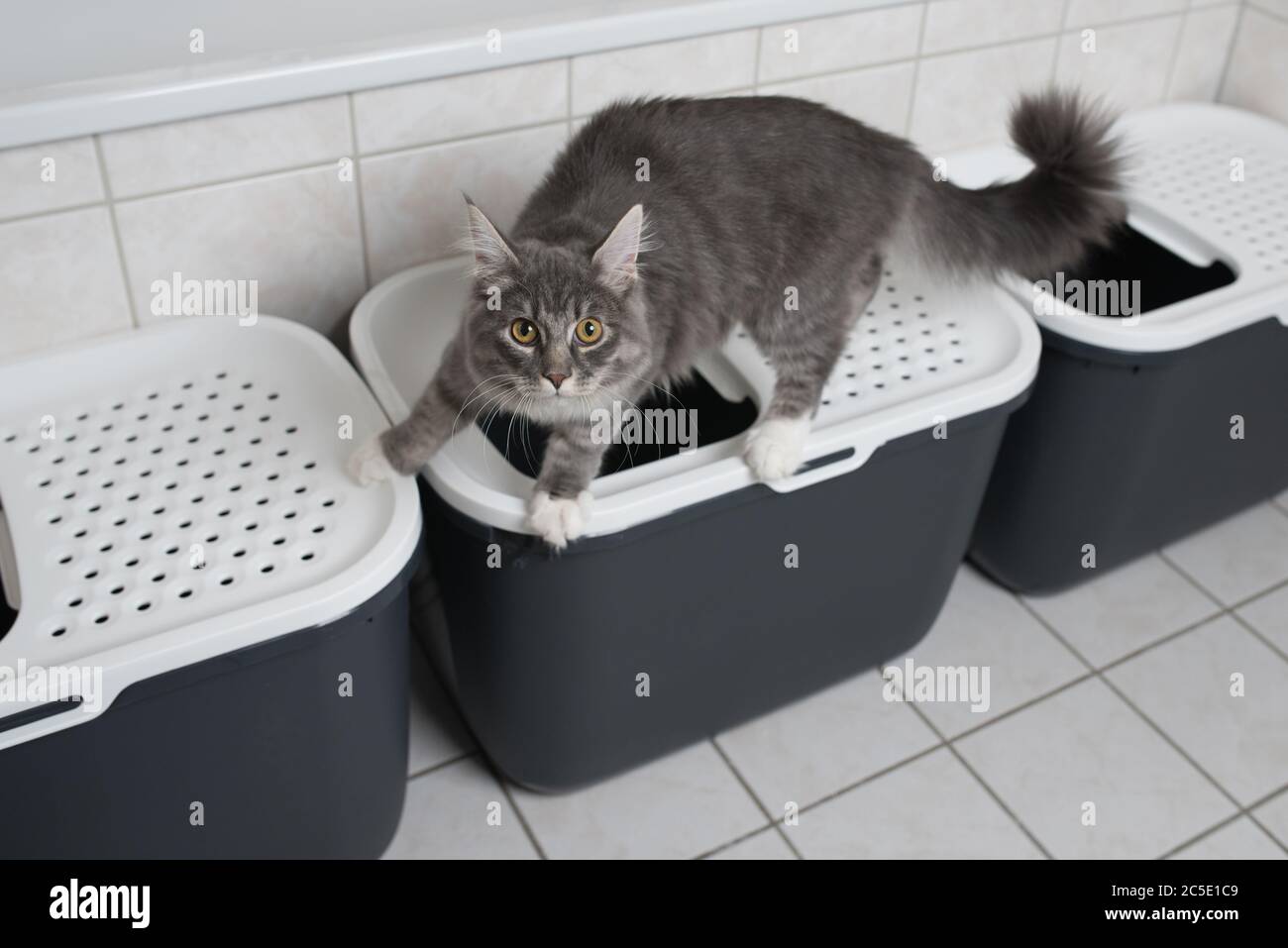 blue tabby maine coon kitten standing on top entry cat litter box in ...