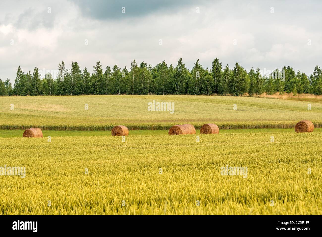 Wheat field landscape with few hay bales in a middle Stock Photo - Alamy