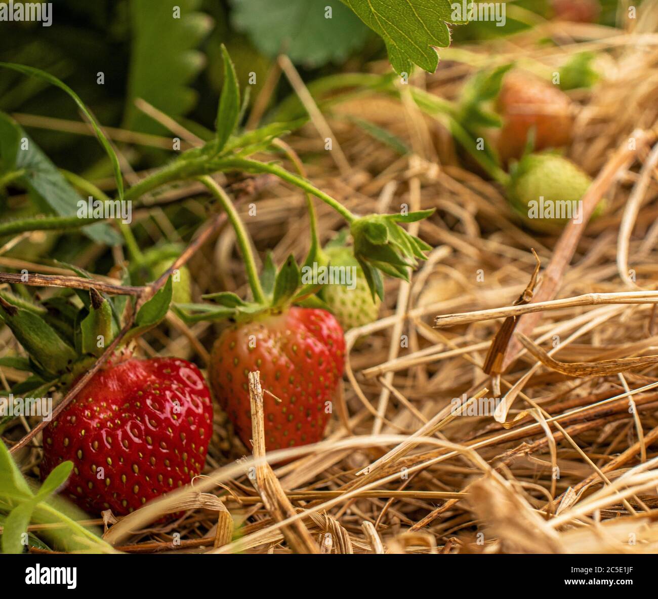 Closeup of two ripe strawberries, Fragaria ananassa, in a Strawberry Field Outside McClure, Central Pennsylvania, during the Spring Stock Photo