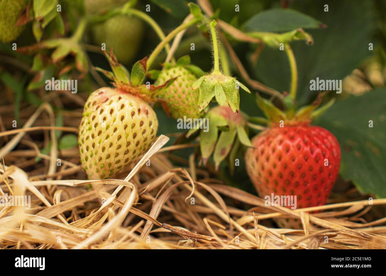 Closeup of two strawberries, Fragaria ananassa, one ripe and one unripe in a Strawberry Field Outside McClure, Central Pennsylvania, during the Spring Stock Photo