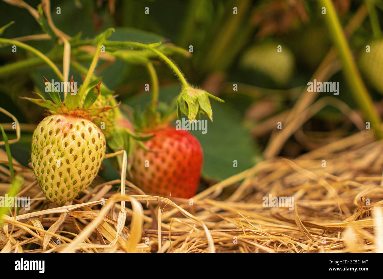 Closeup of two strawberries, Fragaria ananassa, one ripe and one unripe in a Strawberry Field Outside McClure, Central Pennsylvania, during the Spring Stock Photo