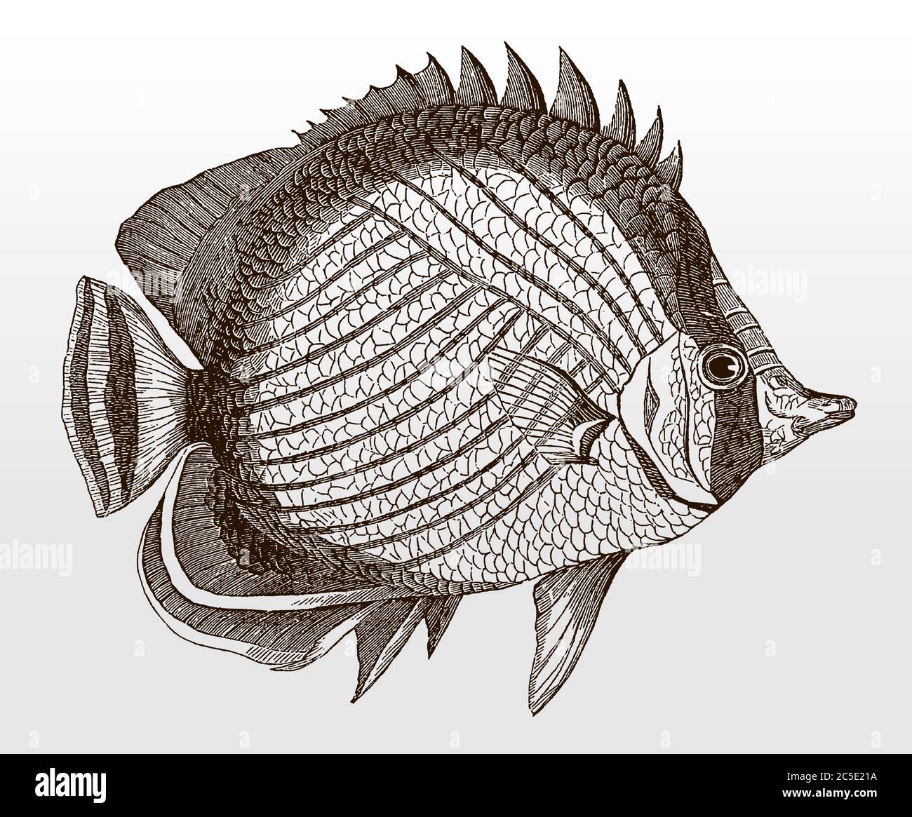 Vagabond butterflyfish, chaetodon vagabundus, an Indo-Pacific marine fish in side view after an antique illustration from the 19th century Stock Vector