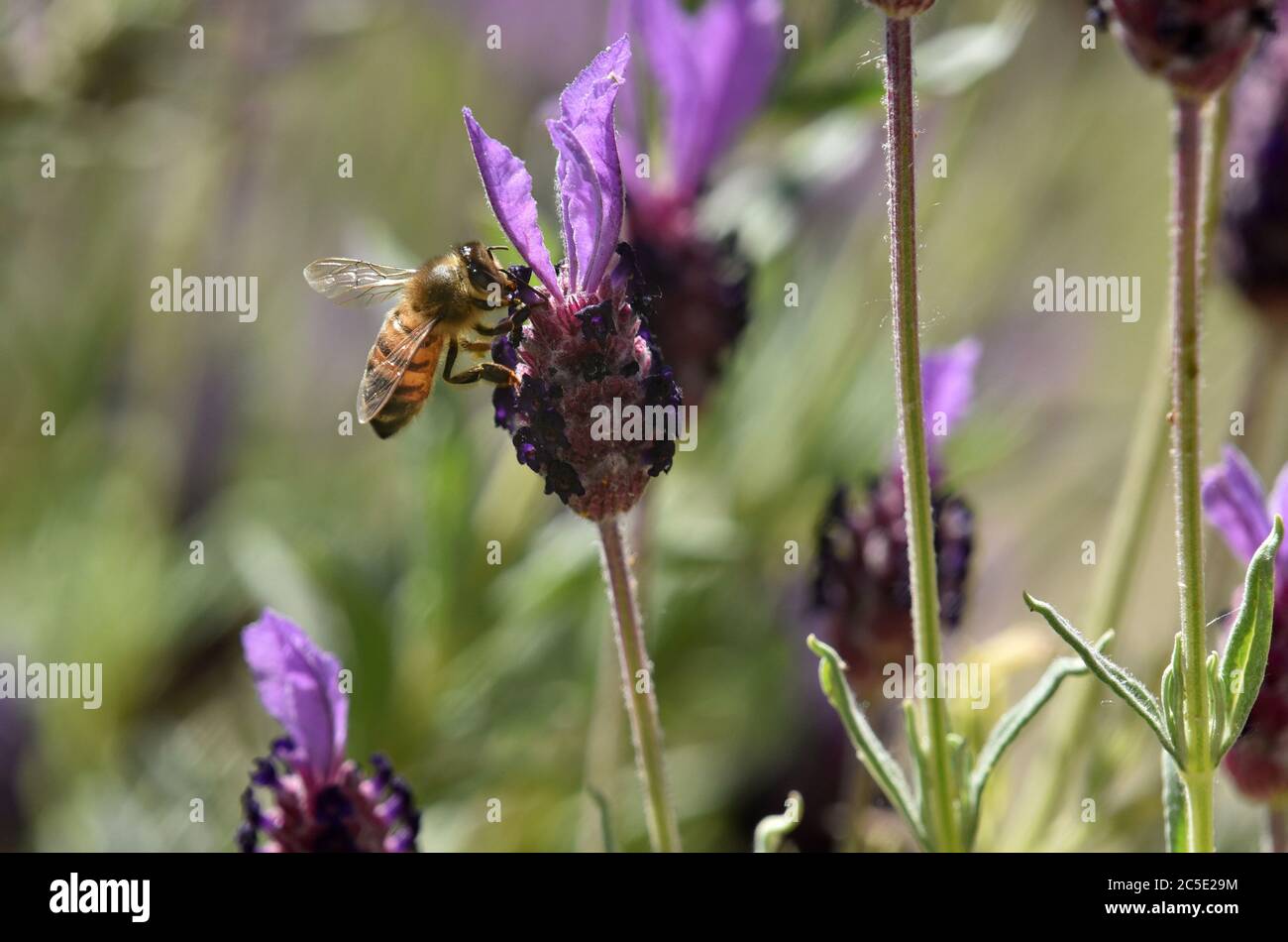 honey bee feeding on a lavender plant Stock Photo Alamy