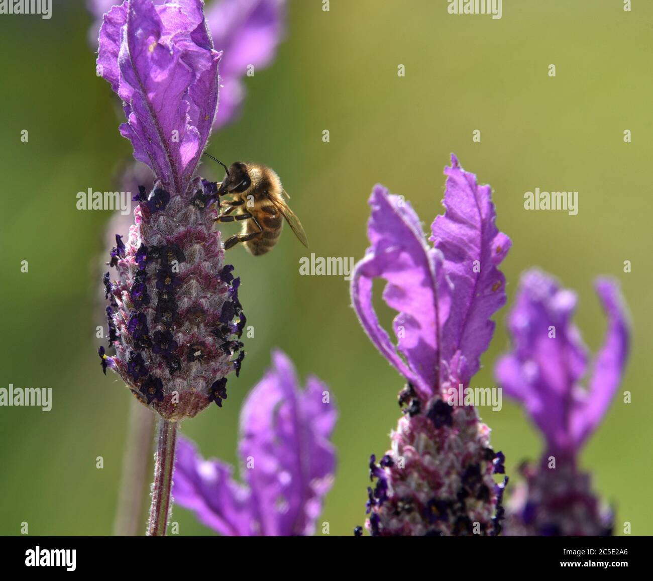 honey bee feeding on a lavender plant Stock Photo Alamy