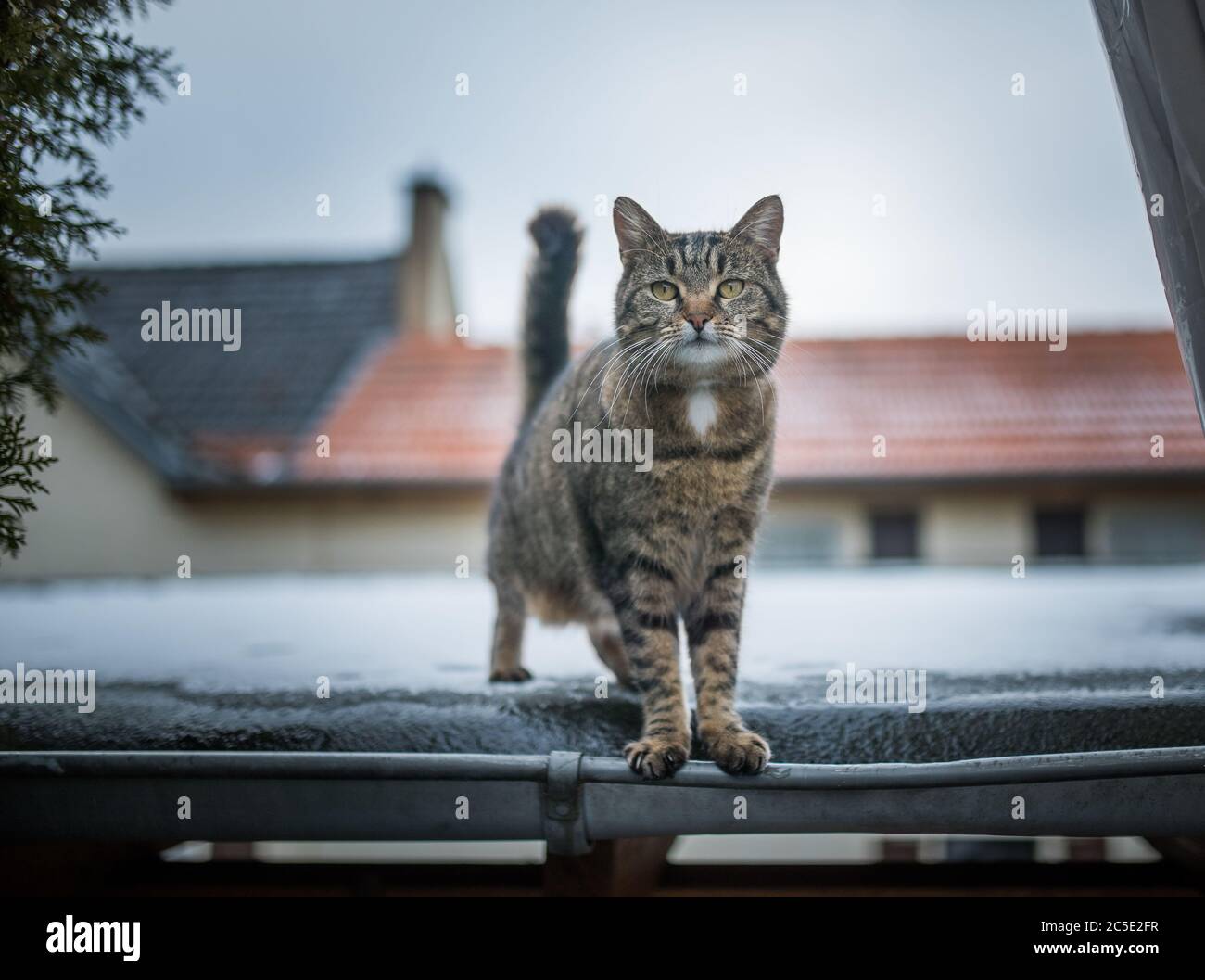 front view of a domestic shorthair cat standing on a snowy roof looking at camera Stock Photo
