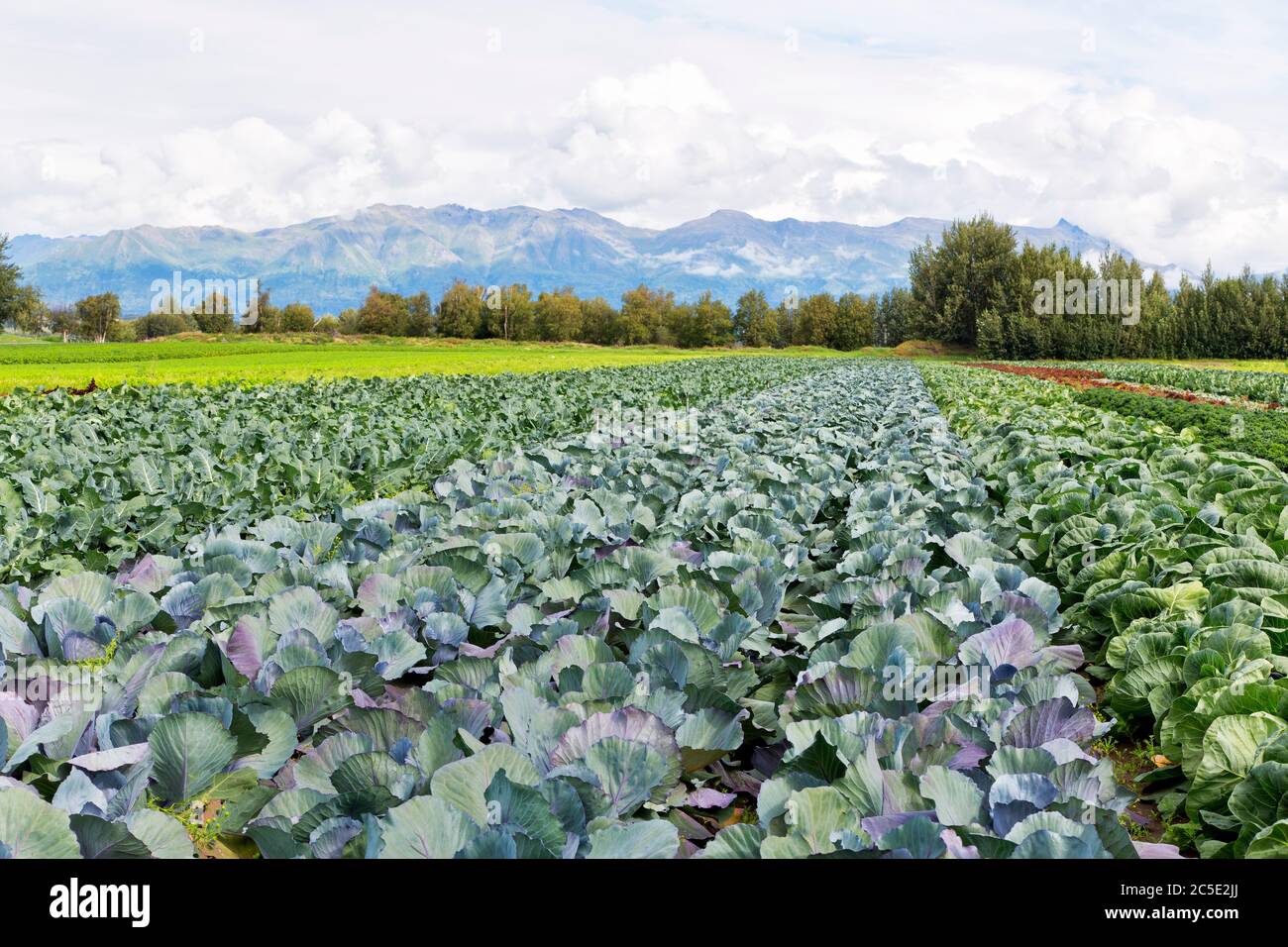 Red &  White Cabbage  'Brassica oleracea var. capitata'. Broccoli (left)  'Brassica oleracea var. italica'.  Matanuska Susitna Valley, Alaska. Stock Photo