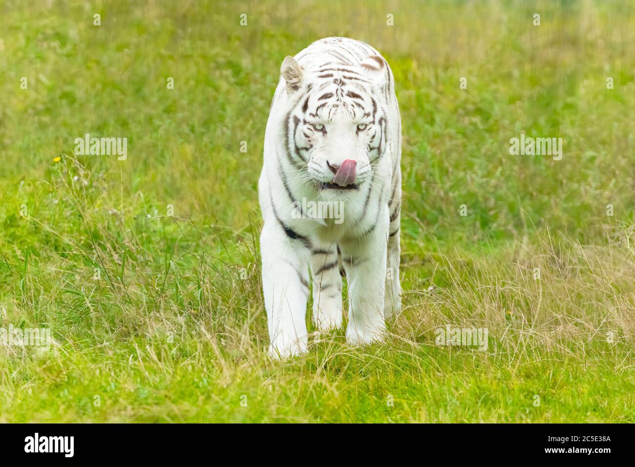 White Bengal Tiger (Panthera tigris) walking with Tongue out Stock