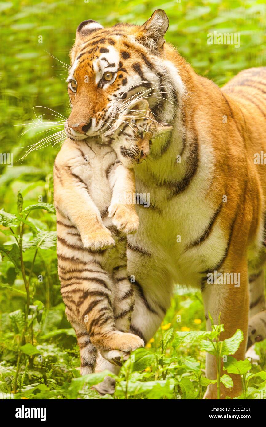Amur Tiger (Panthera Tigris Altaica) Mother carrying Cub Stock Photo