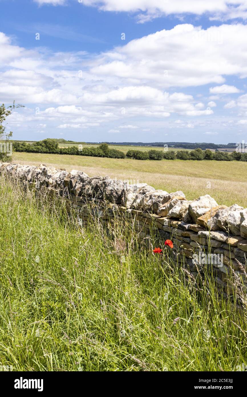 Poppies and a dry stone wall beside Campden Lane (an ancient drovers road) now a bridleway on the Cotswold Hills near the hamlet of Farmcote, Gloucest Stock Photo