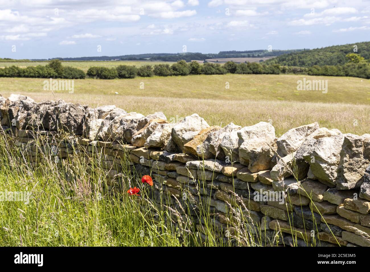 Poppies and a dry stone wall beside Campden Lane (an ancient drovers road) now a bridleway on the Cotswold Hills near the hamlet of Farmcote, Gloucest Stock Photo