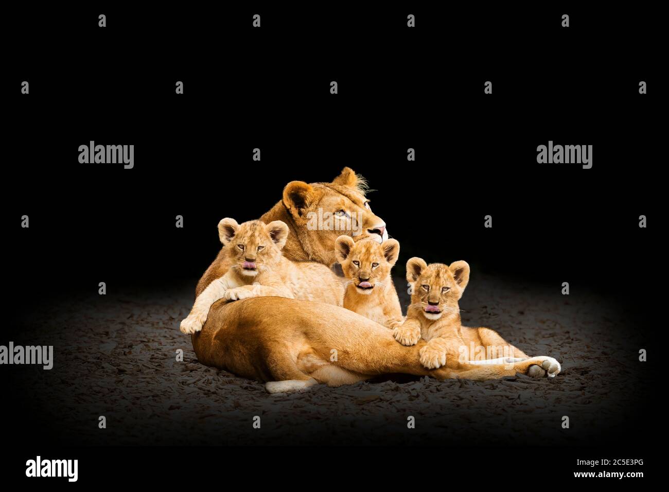 Lion (Panthera leo) Lioness and Three Cubs together Stock Photo - Alamy