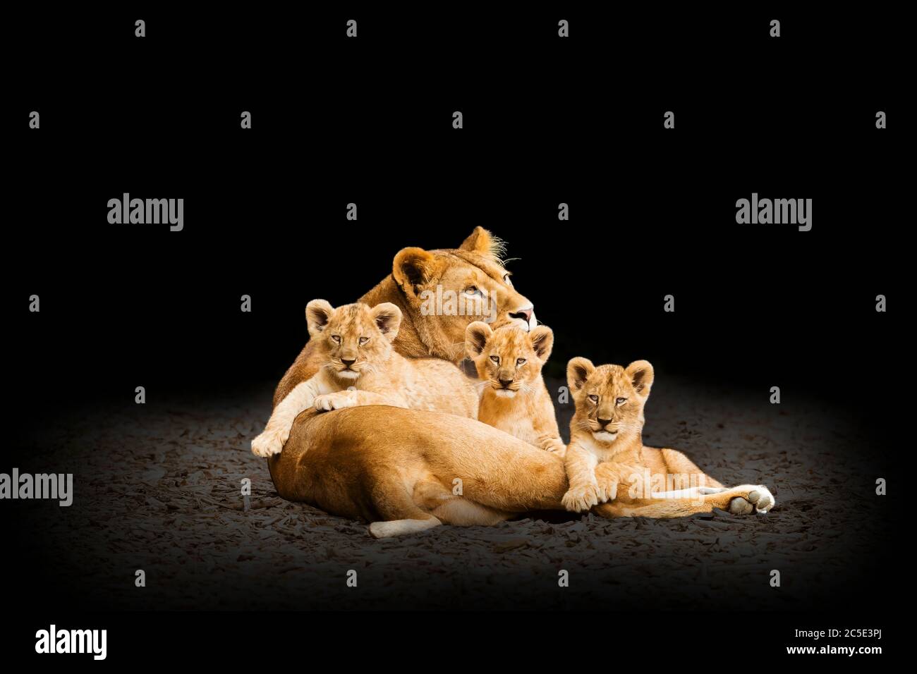 Lion (Panthera leo) Lioness and Three Cubs together Stock Photo - Alamy