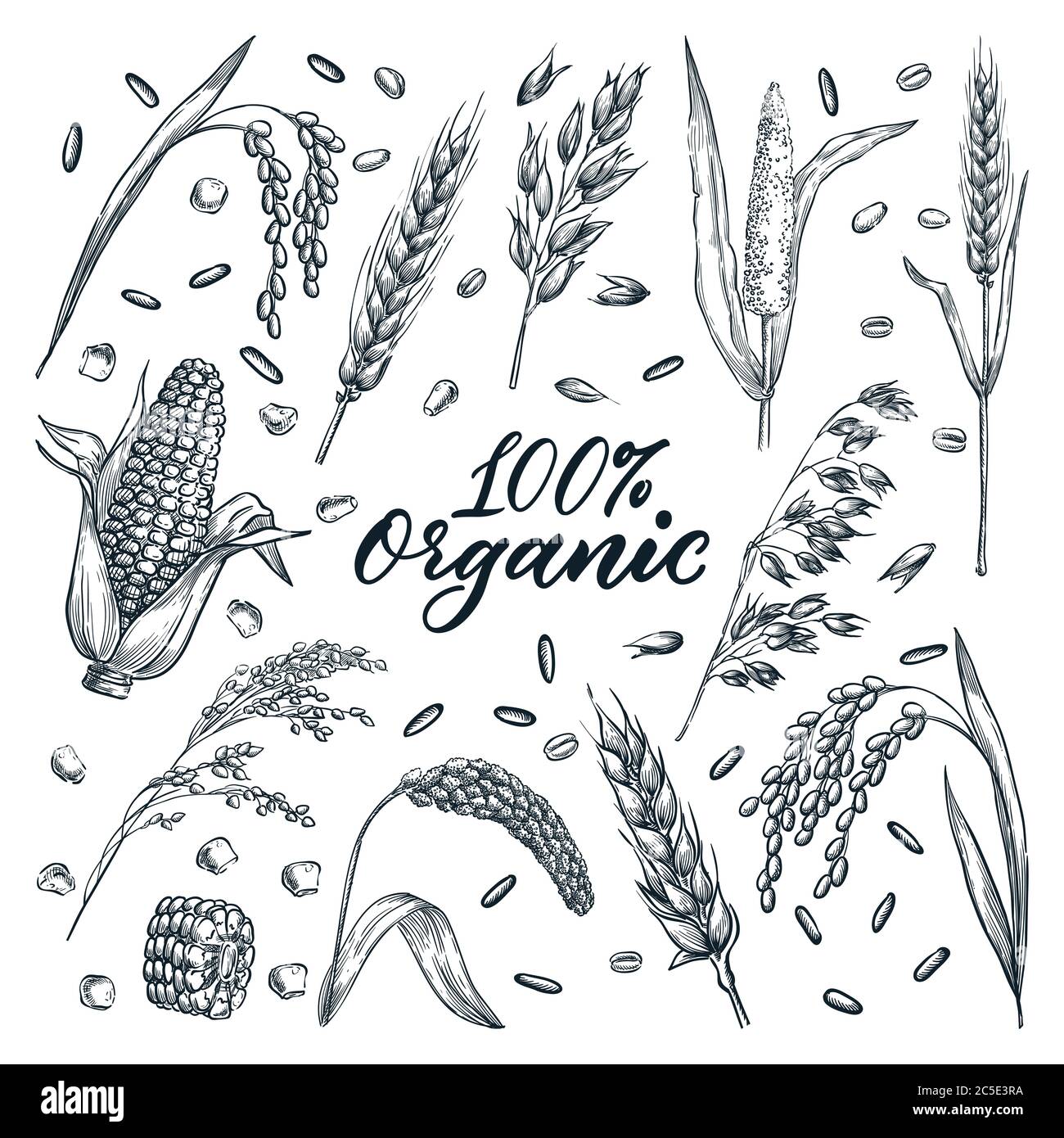 Organic ears grain set, isolated on white background. Vector hand-drawn sketch illustration. Wheat, barley, rice, millet, corn, oat and rye crop plant Stock Vector