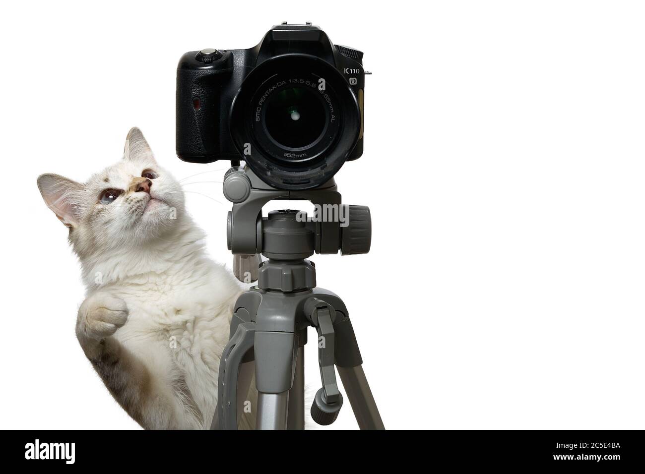 Funny beige cat is photographer with DSLR camera on tripod. Isolated on white background Stock