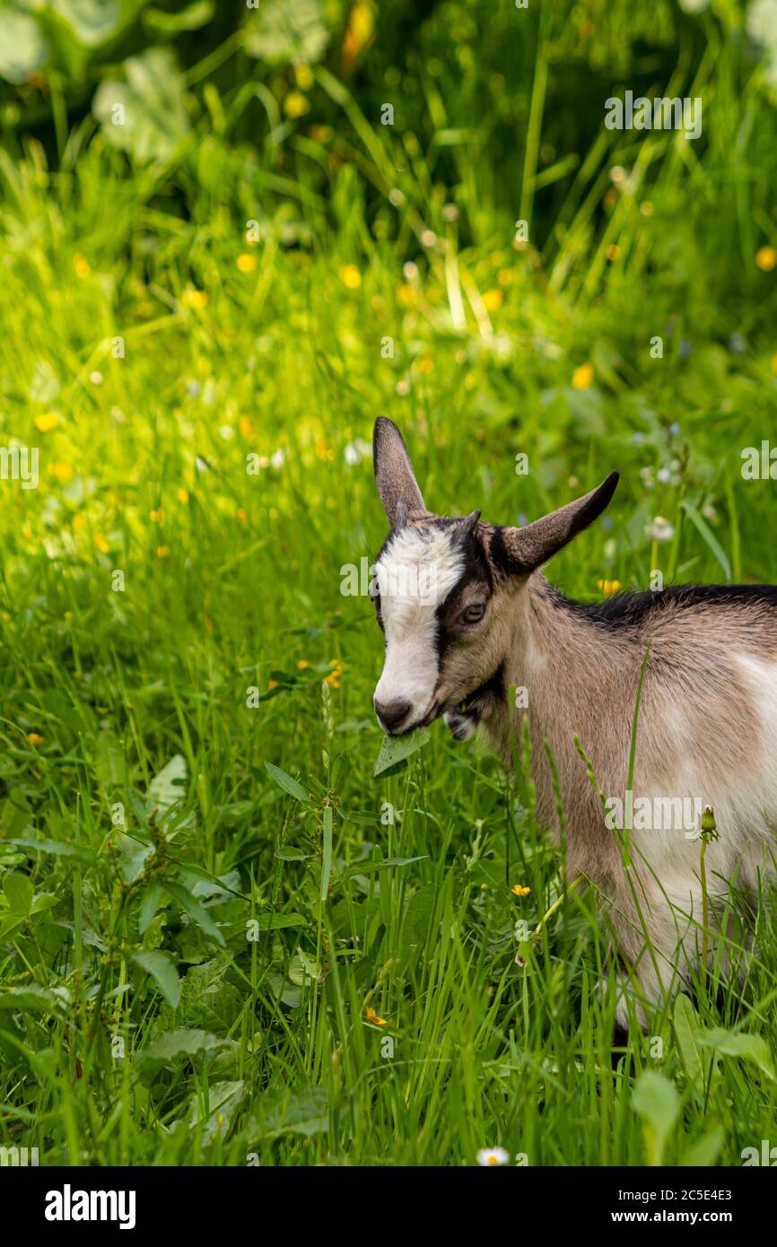 Small white - brown domestic goat grazing Stock Photo
