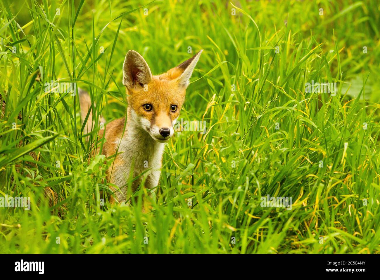 Fox Cub (Vulpes vulpes) in long Grass Stock Photo