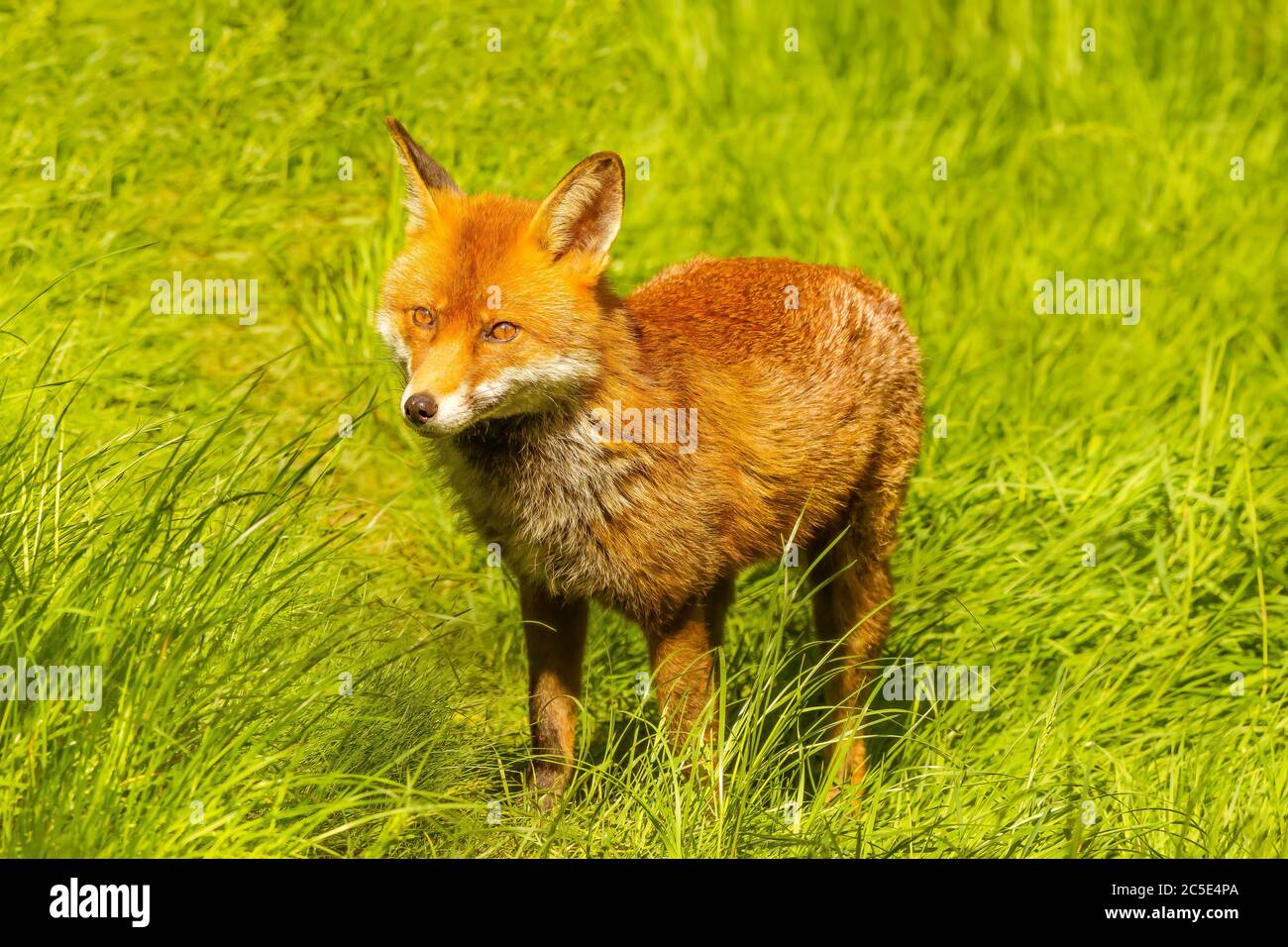 Red Fox (Vulpes vulpes) Standing in long Grass Stock Photo