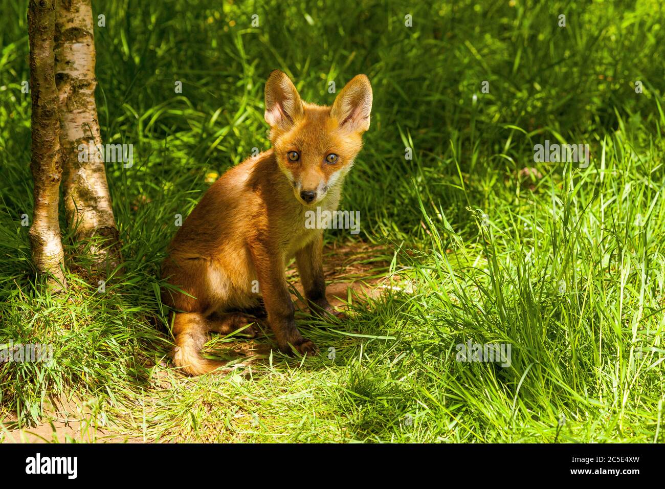 Fox Cub (Vulpes vulpes) sitting in long Grass Stock Photo