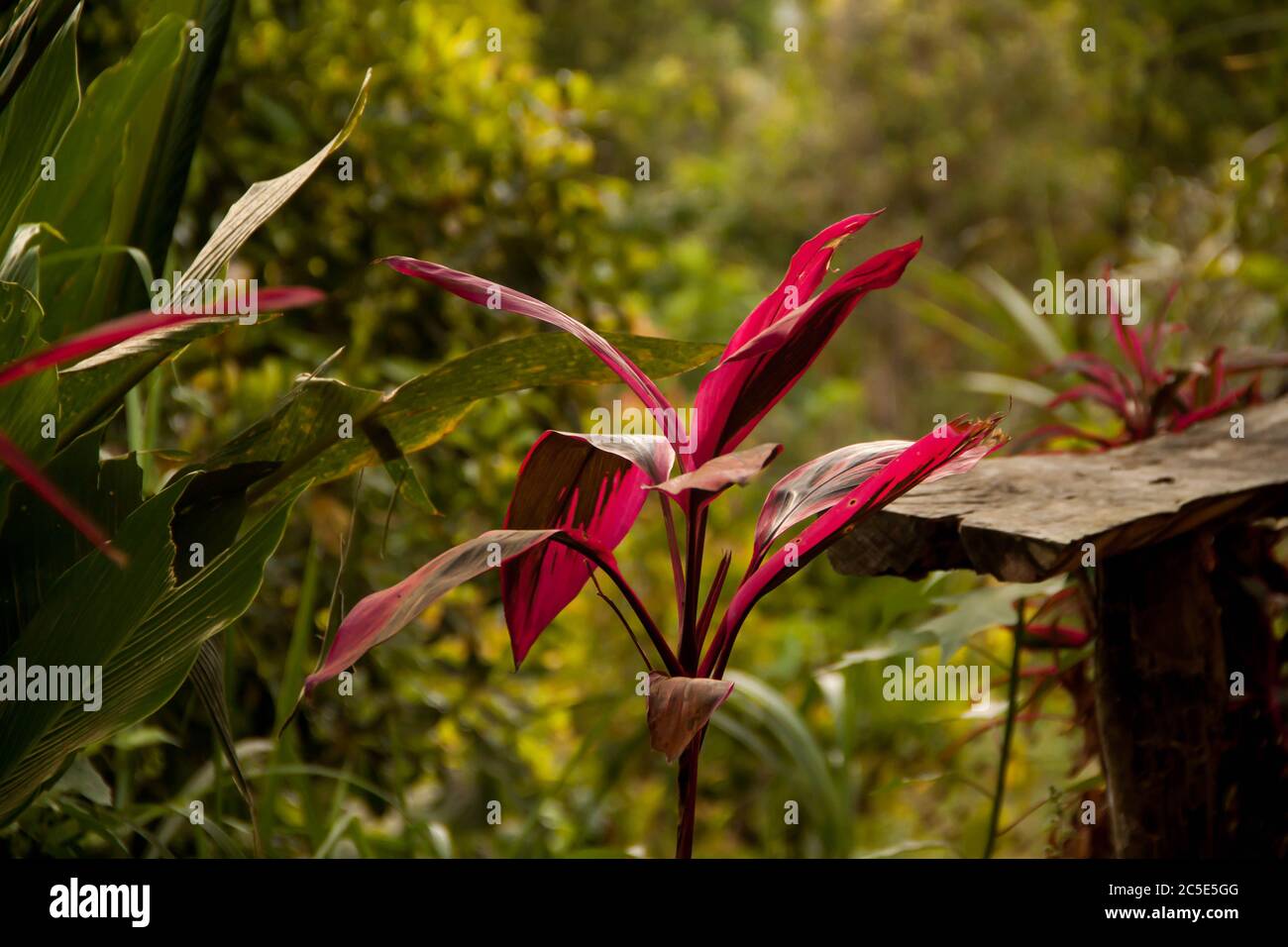 Green tropical rainforests hires stock photography and images Alamy