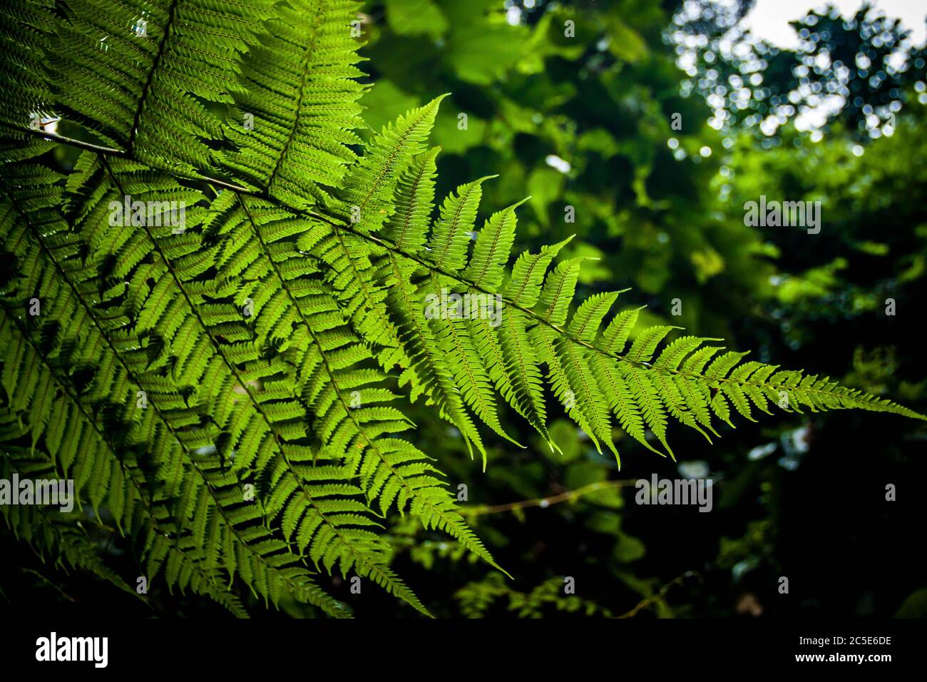 A close up image of a tropical plant in the rainforest in Sumatra Stock Photo