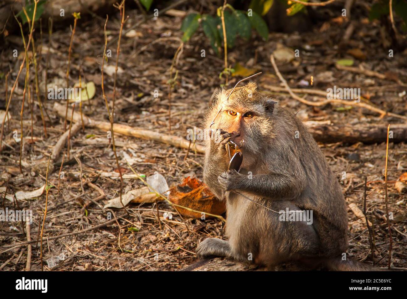 Thief monkey in Bali biting the sunglasses of a tourist Stock Photo