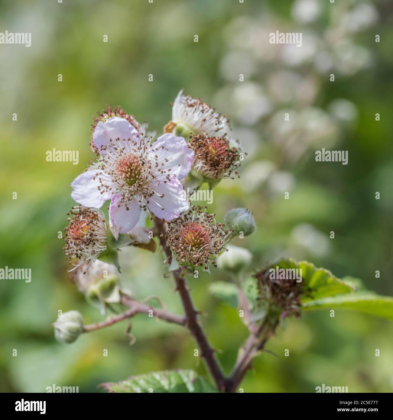 Sunlit white flower & flower buds of Bramble / Rubus fruticosus in UK hedgerow. Source of blackberries, obviously, and once used as a medicinal plant. Stock Photo