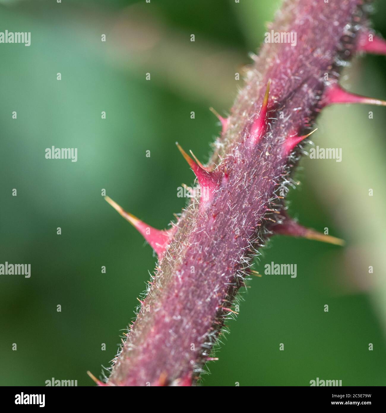 Macro close-up of spiky old-ish prickles on purple-red bramble cane. Medicinal plant once used for herbal remedies. Sharp concept. Shallow DoF. Stock Photo