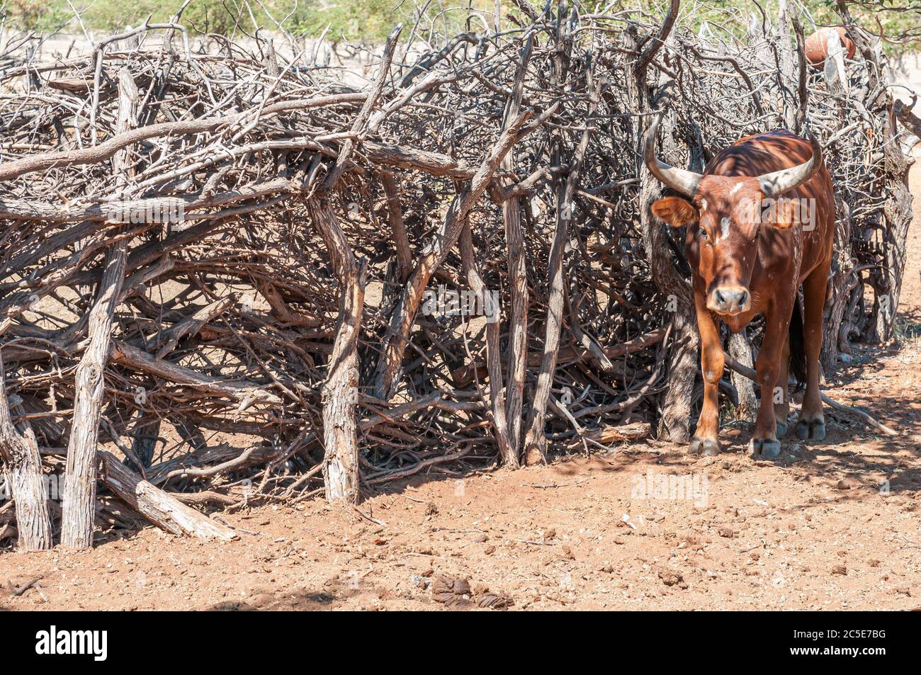 A nguni cow at a kraal in a Himba village near Epupa Stock Photo
