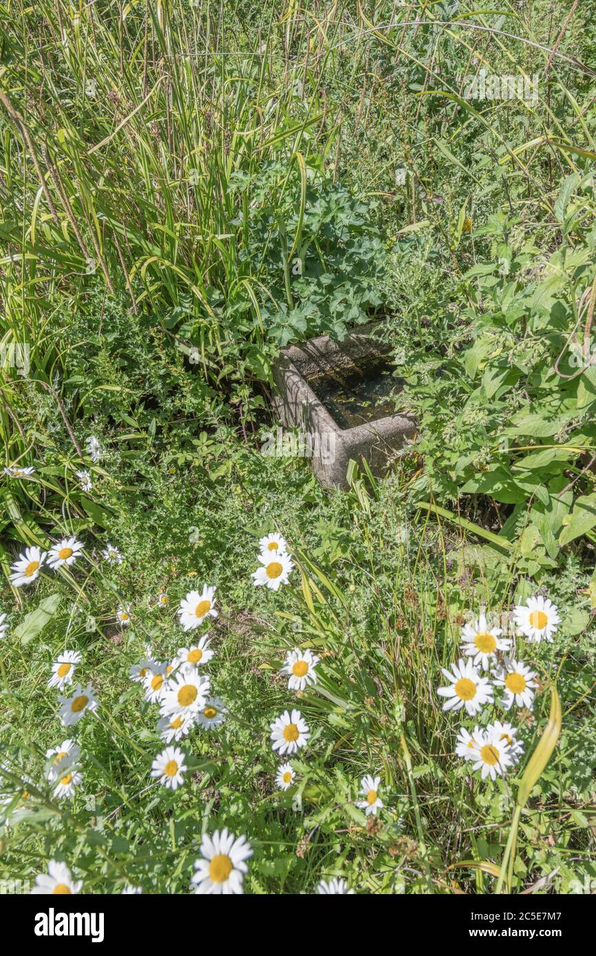 Old farm water trough abandoned and overgrown by weeds in a corne of waste farm ground. Metaphor weed, out of control, neglect, overwhelmed. Stock Photo