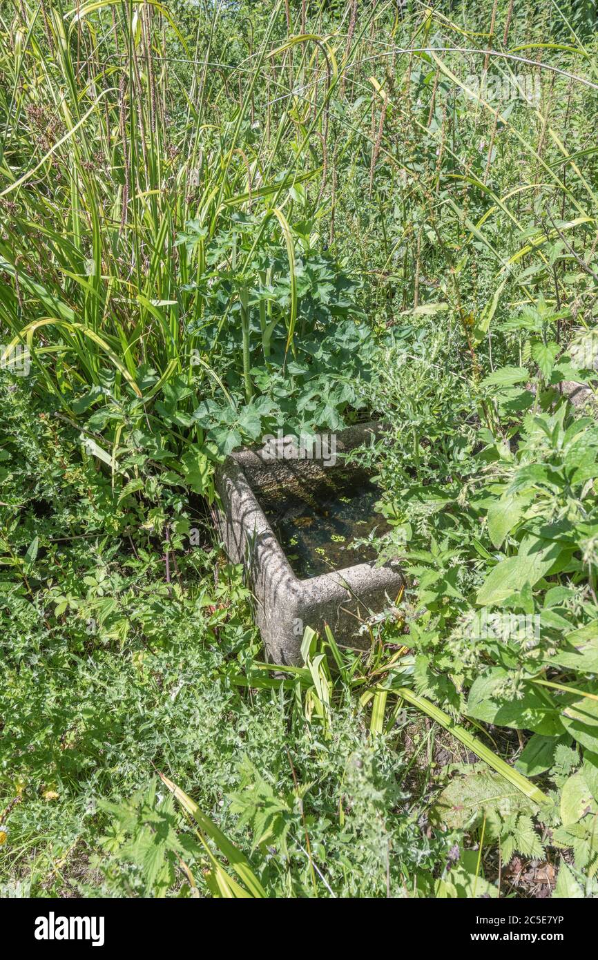 Old farm water trough abandoned and overgrown by weeds in a corne of waste farm ground. Metaphor weed, out of control, neglect, overwhelmed. Stock Photo