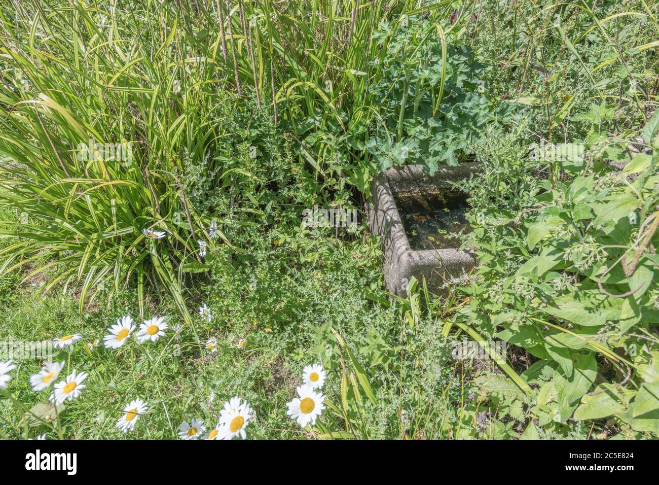 Old farm water trough abandoned and overgrown by weeds in a corne of waste farm ground. Metaphor weed, out of control, neglect, overwhelmed. Stock Photo