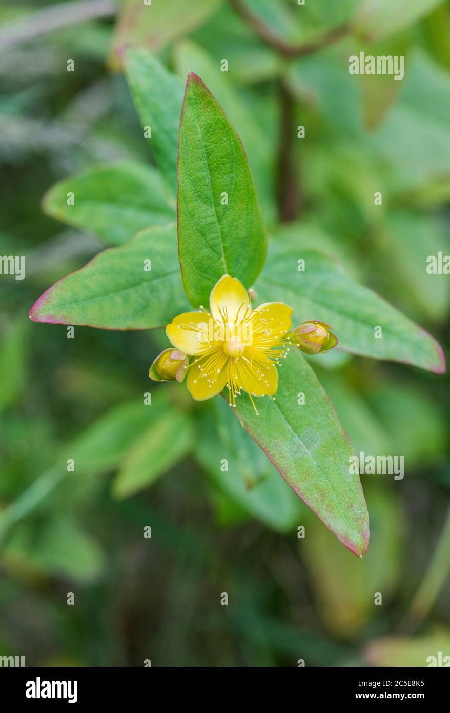 Macro yellow flower of Tutsan / Hypericum androsaemum in sunshine ...