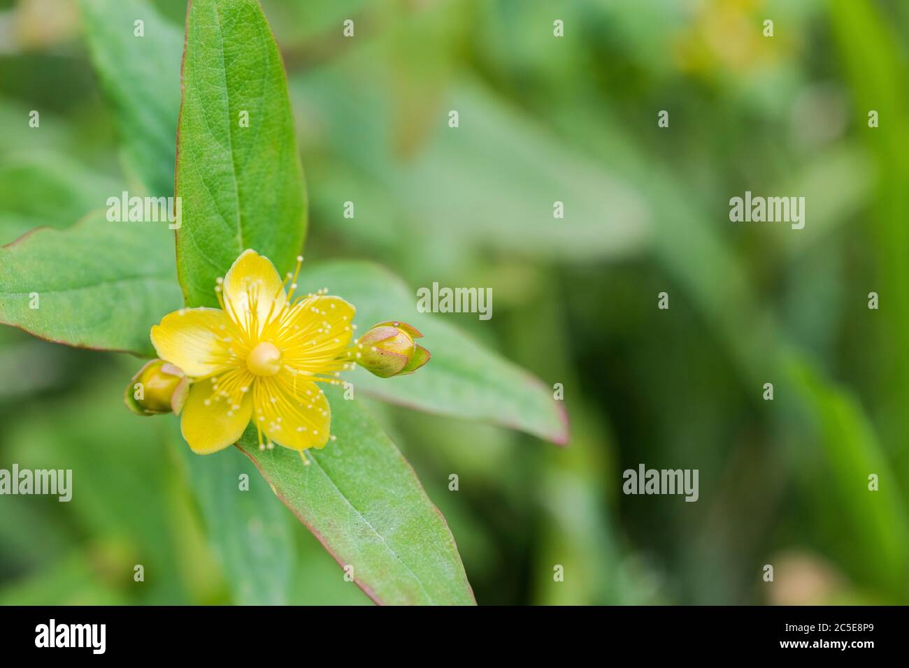 Macro yellow flower of Tutsan / Hypericum androsaemum in sunshine ...