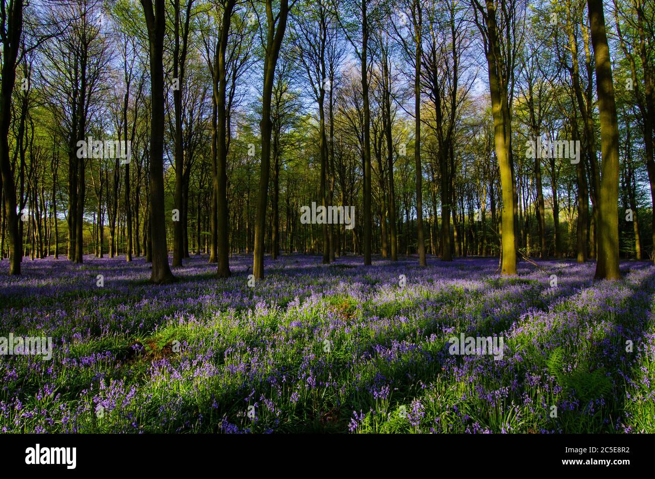 Bluebell fields in Kings Wood, Challock in the spring Stock Photo - Alamy