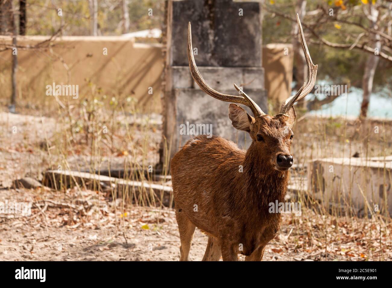 Wild male deer looking at the camera Stock Photo