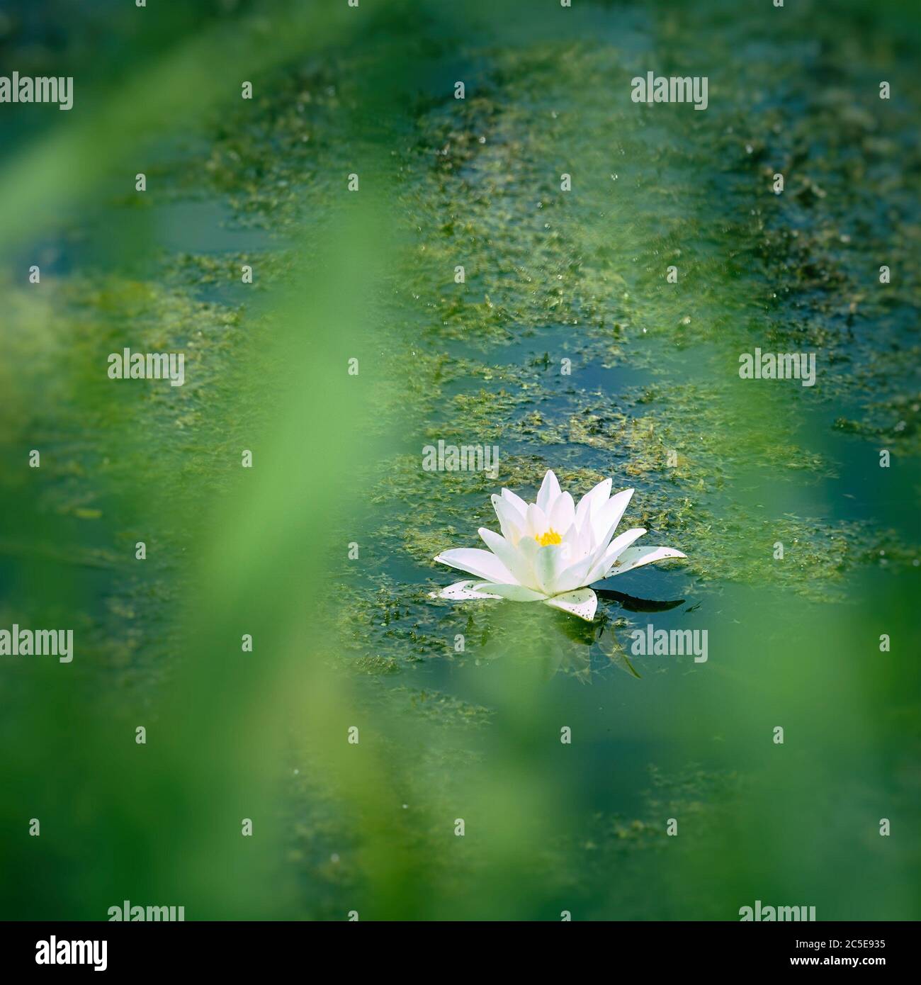 Nenuphar Nature High Resolution Stock Photography And Images Alamy Nenuphar Nature High Resolution Stock Photography And Images Alamy