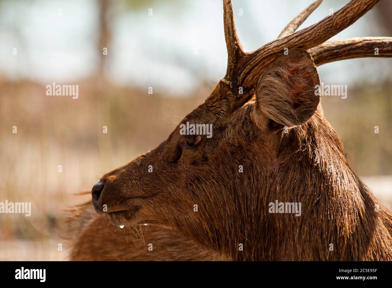 Male deer profile close up image Stock Photo