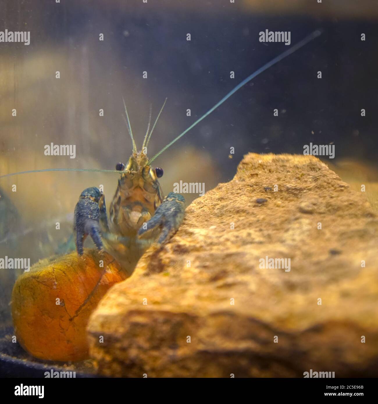 Marble crayfish sitting at a stone in an aquarium. Procarambus virginalis. Selective focus Stock Photo