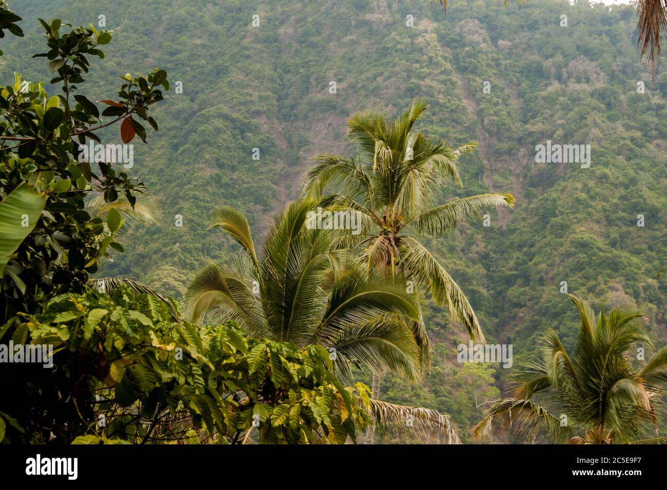Palm trees and tropical plants creating the beautiful Bali landscape Stock Photo