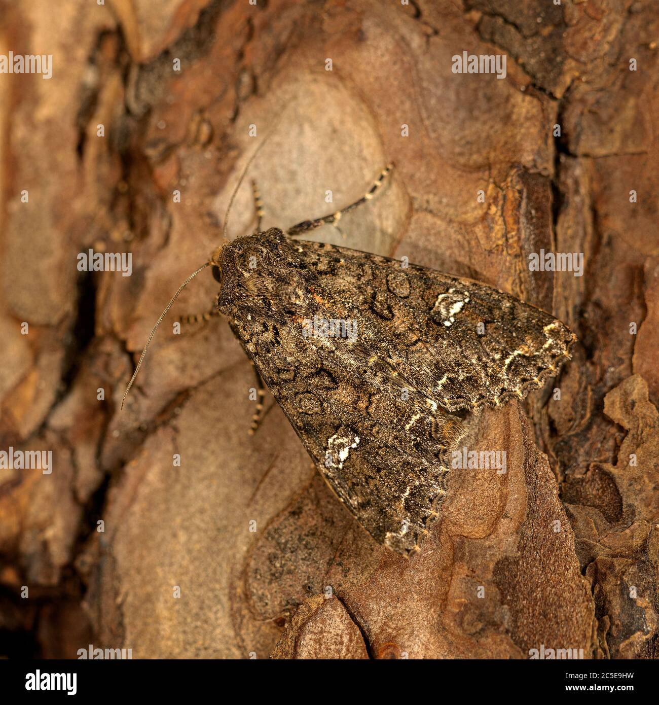 Cabbage moth mamestra brassicae eggs hires stock photography and