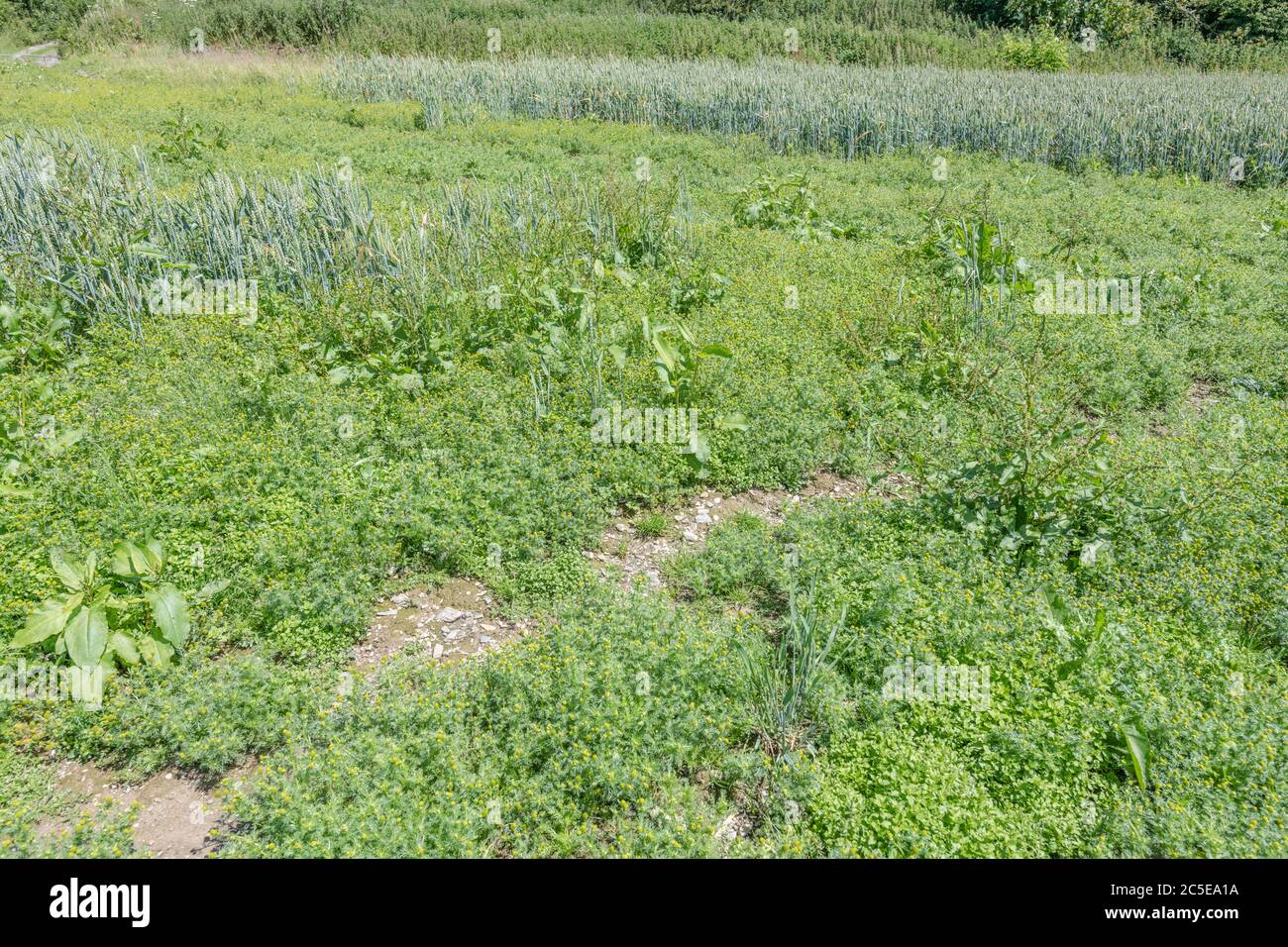 Area of cropped wheat field with masses of common arable weeds. Mainly  Pineappleweed / Matricaria discoidea & Broad-Leaved Dock / Rumex obtusifolius. Stock Photo