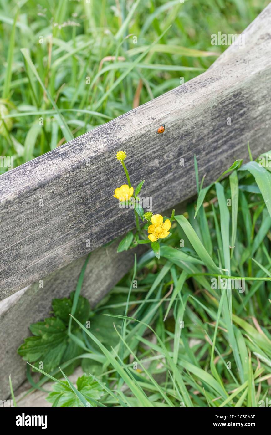 Couple of open yellow Buttercup / Ranunculus repens flowers by wooden field gate. For invasive UK weeds, agricultural weeds, common weeds of UK. Stock Photo