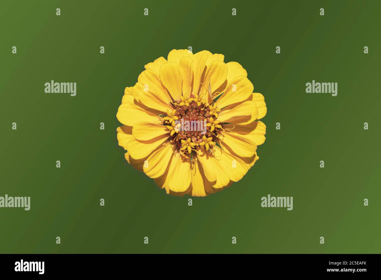 one isolated cut out of a perfect semi-double golden yellow zinnia flower on a green screen blended background Stock Photo