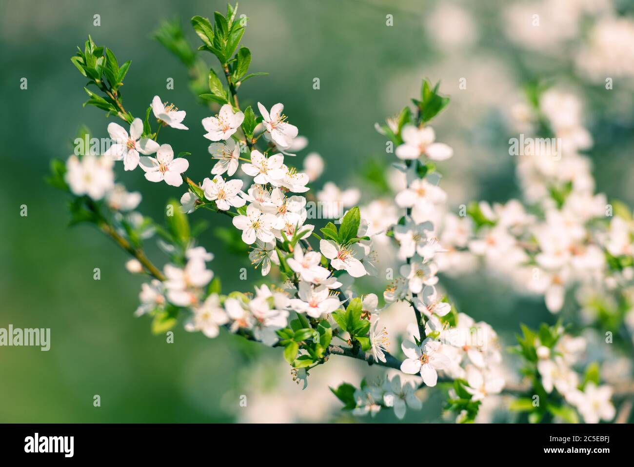 Flowers of the cherry blossoms on a spring day Stock Photo Alamy