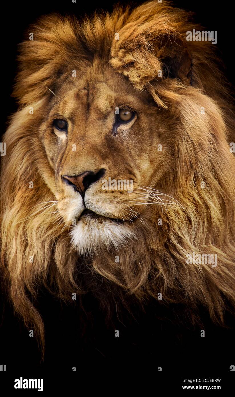 Isolated portrait of a mighty african male lion Stock Photo - Alamy